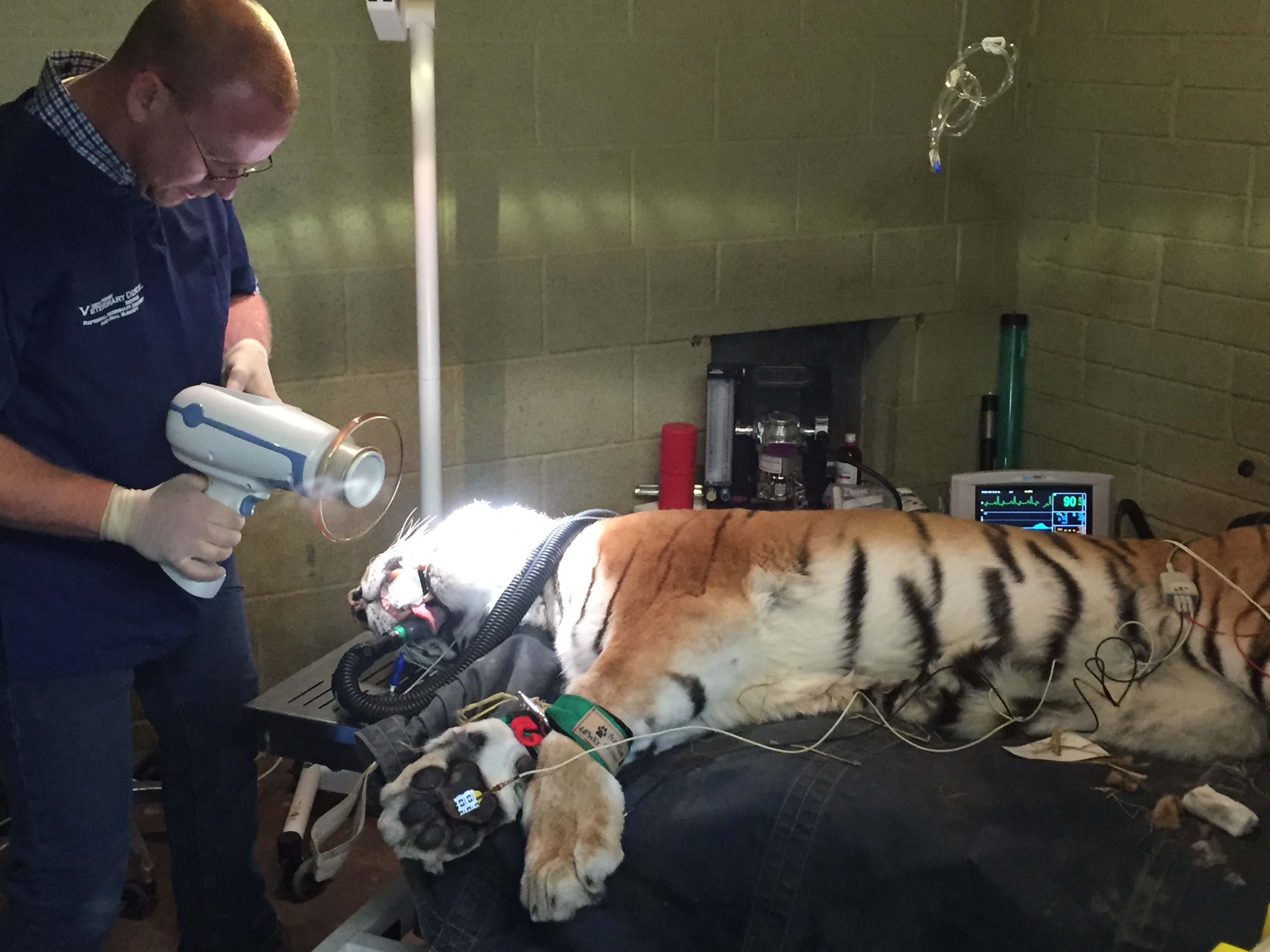 Zoo Animal Dentistry